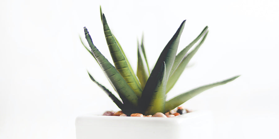 cuidados-aloe-vera