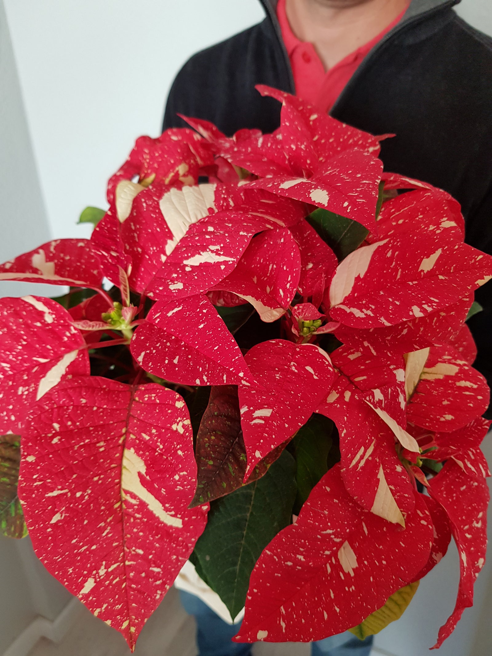 Flor de Pascua "Glitter"